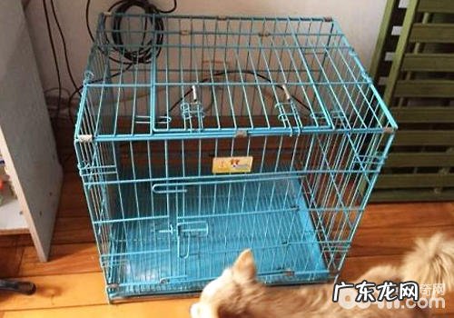 哪些方面会造成 小狗內外八