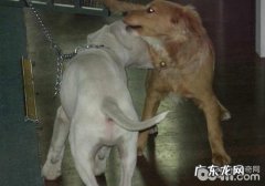 哪些方面会造成 小狗內外八