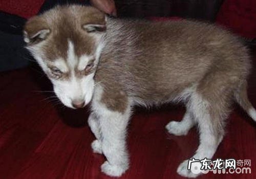 哪些方面会造成 小狗內外八