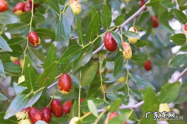 室内排名第一最好的镇宅树 排名第一最好的镇宅树