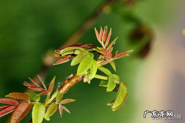 室内排名第一最好的镇宅树 排名第一最好的镇宅树