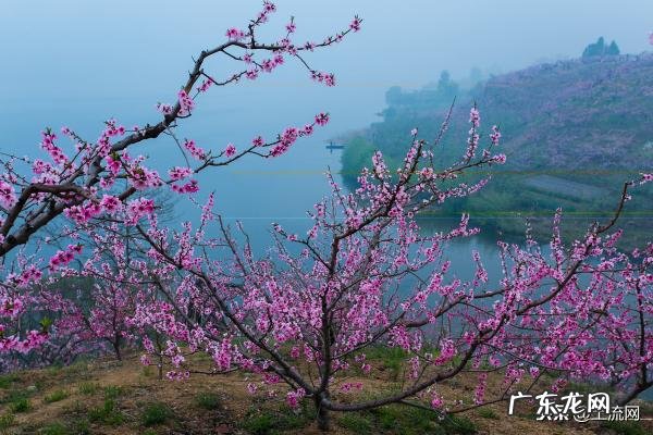 室内排名第一最好的镇宅树 排名第一最好的镇宅树