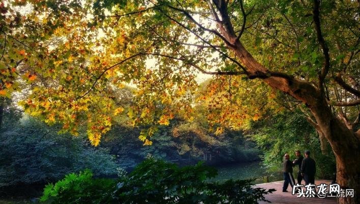 室内排名第一最好的镇宅树 排名第一最好的镇宅树