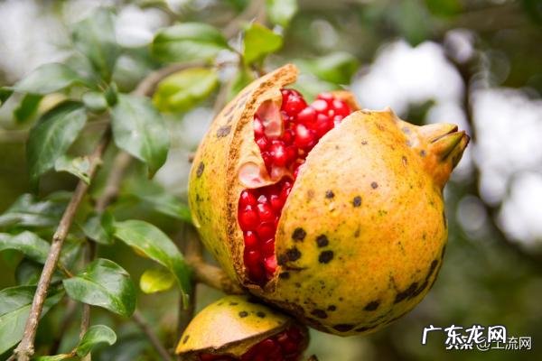 室内排名第一最好的镇宅树 排名第一最好的镇宅树