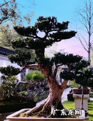 室内排名第一最好的镇宅树 排名第一最好的镇宅树