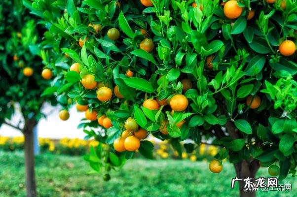 室内排名第一最好的镇宅树 排名第一最好的镇宅树