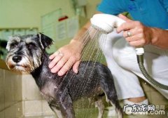 【诊疗攻略大全】小狗患皮肤疾病的有关解决方式