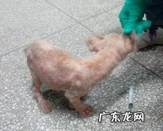 一例犬疥螨病的诊治感受