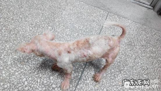 一例犬疥螨病的诊治感受