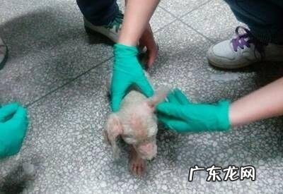 一例犬疥螨病的诊治感受