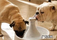 小狗吃药有什么忌讳