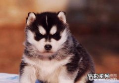 金毛得皮炎湿疹如何处理