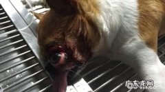 一例创伤造成的目光滑脱