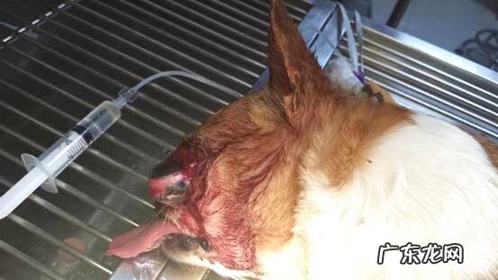 一例创伤造成的目光滑脱