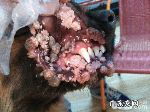 犬感染性性传播疾病肿瘤的症状及医治