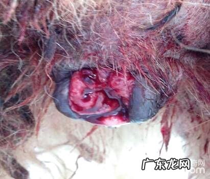 犬感染性性传播疾病肿瘤的症状及医治