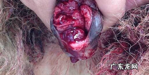 犬感染性性传播疾病肿瘤的症状及医治