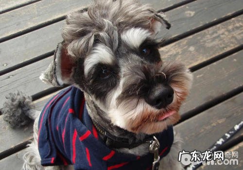 雪纳瑞的高发疾病有哪些