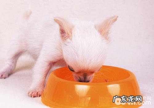 狗狗呕吐分几类状况