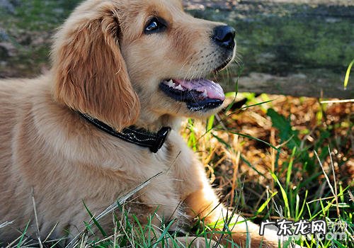 狗狗蜱虫防止及解决方案