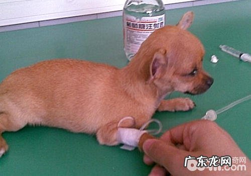 【诊疗攻略大全】小狗患细小病毒的有关解决