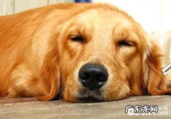 【诊疗攻略大全】小狗患细小病毒的有关解决