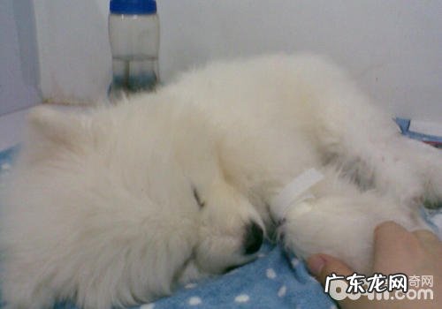 【诊疗攻略大全】小狗患细小病毒的有关解决