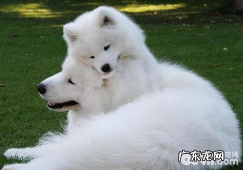 怎么知道生完孩子母狗是不是身心健康