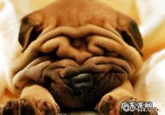 怎么知道生完孩子母狗是不是身心健康