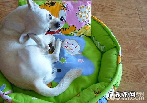 小狗的一些出现异常个人行为表明什么问题