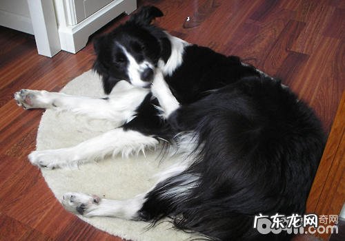 小狗的一些出现异常个人行为表明什么问题