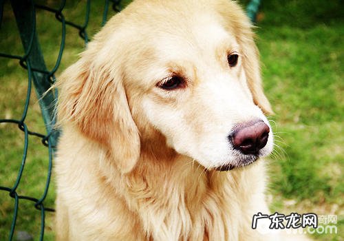 小狗胃肠要留意什么难题