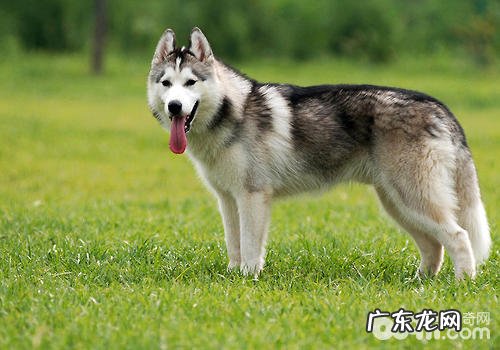 小狗胃肠要留意什么难题