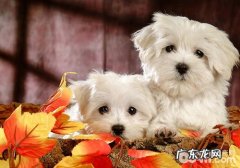 狗狗配种就一定会怀起吗