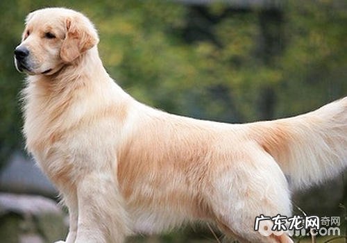 能使金毛至死的常见疾病有什么