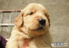 能使金毛至死的常见疾病有什么