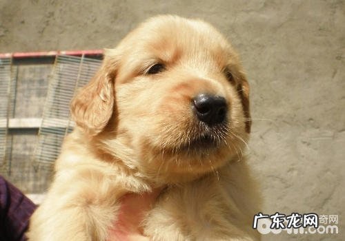 能使金毛至死的常见疾病有什么