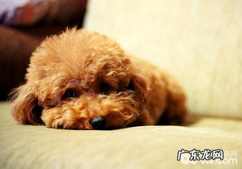 小狗后脚没法站起该怎么办