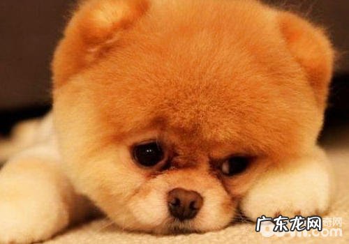 小狗后脚没法站起该怎么办