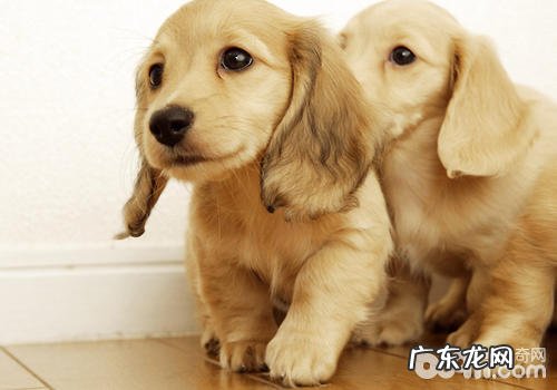 小狗后脚没法站起该怎么办