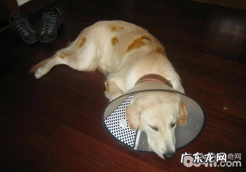 小狗患脓皮症该怎么办