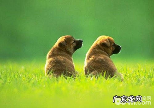 小狗患脓皮症该怎么办