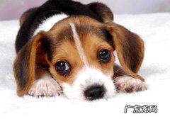 狗狗眼睛红肿是由哪些方面造成