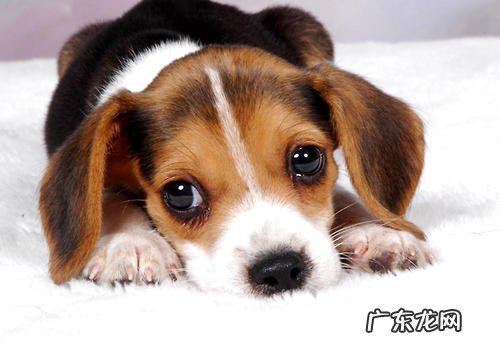 狗狗眼睛红肿是由哪些方面造成