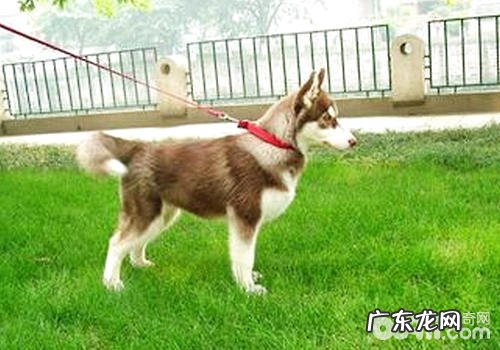 如何处理小狗漫性反胃