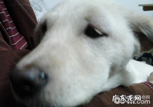 如何处理小狗漫性反胃