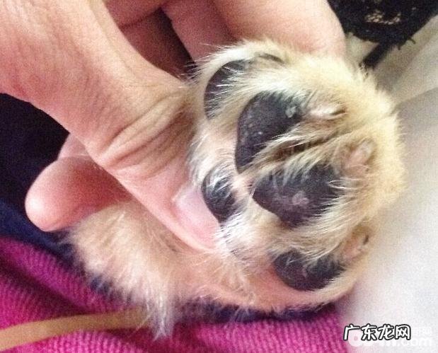 高免卵黄抗原IgY在犬瘟病案医治中的运用