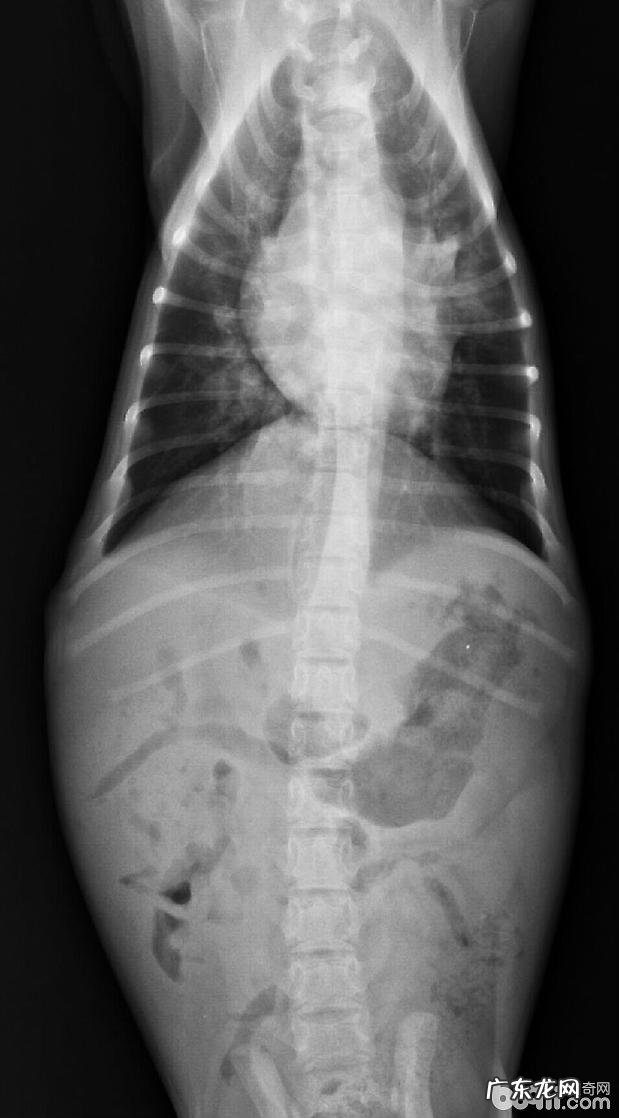 高免卵黄抗原IgY在犬瘟病案医治中的运用