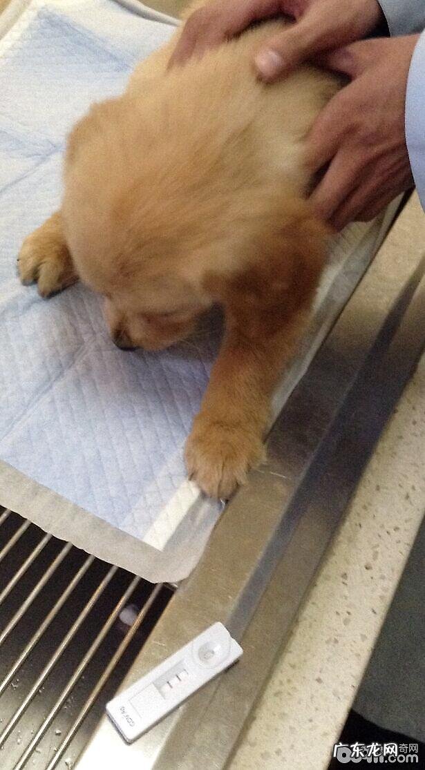 高免卵黄抗原IgY在犬瘟病案医治中的运用