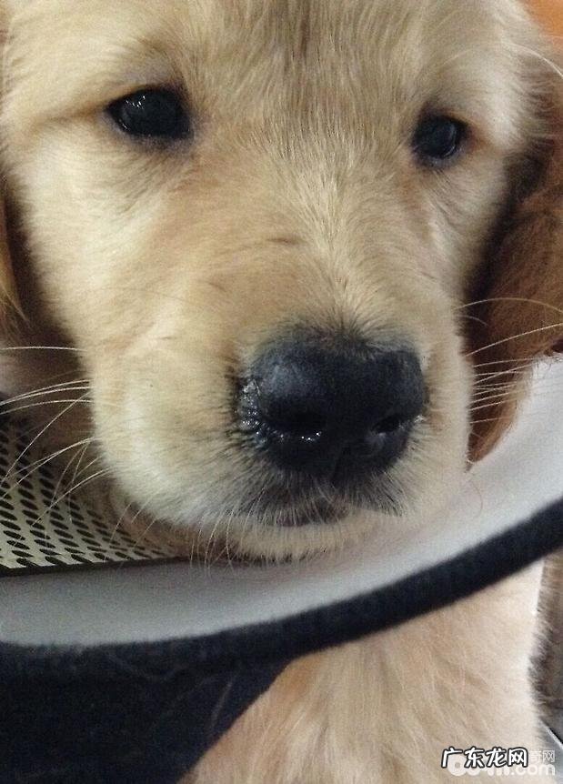 高免卵黄抗原IgY在犬瘟病案医治中的运用